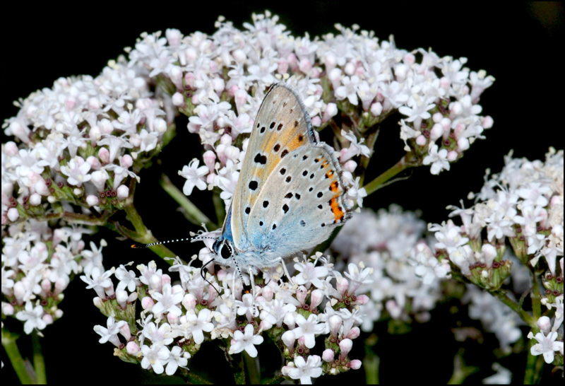 lycaena alciphron ? - si